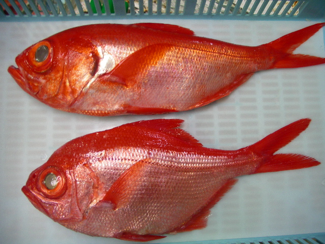 魚の年齢は クックフーズ