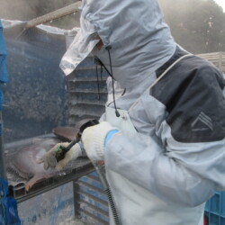 ウロコ取り作業 ウロコ取り作業