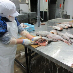 腹(内臓)取り 腹(内臓)取り